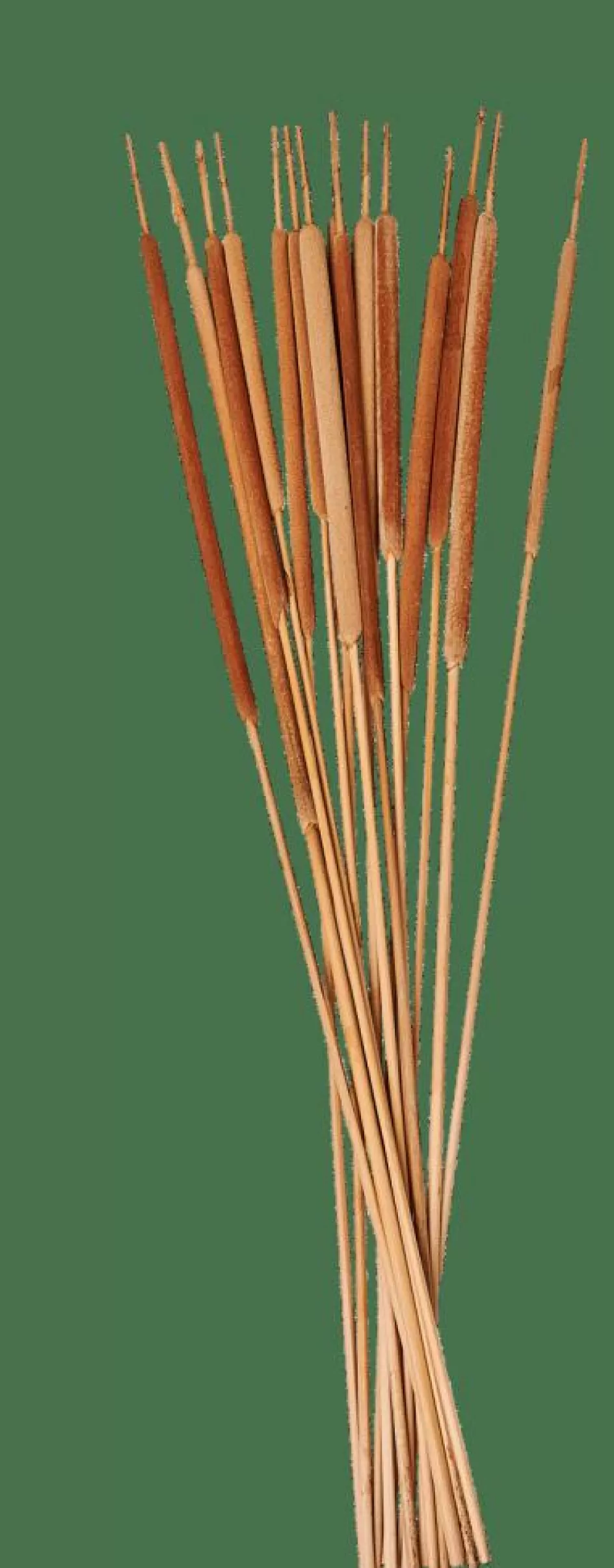 CASA TYPHA Hampes De Roseau Set De 15 Naturel Best
